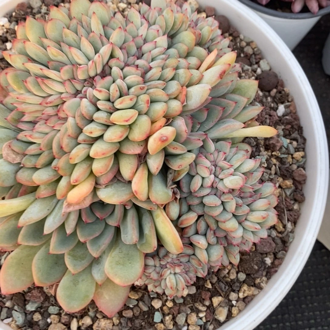 184664949496434694949949