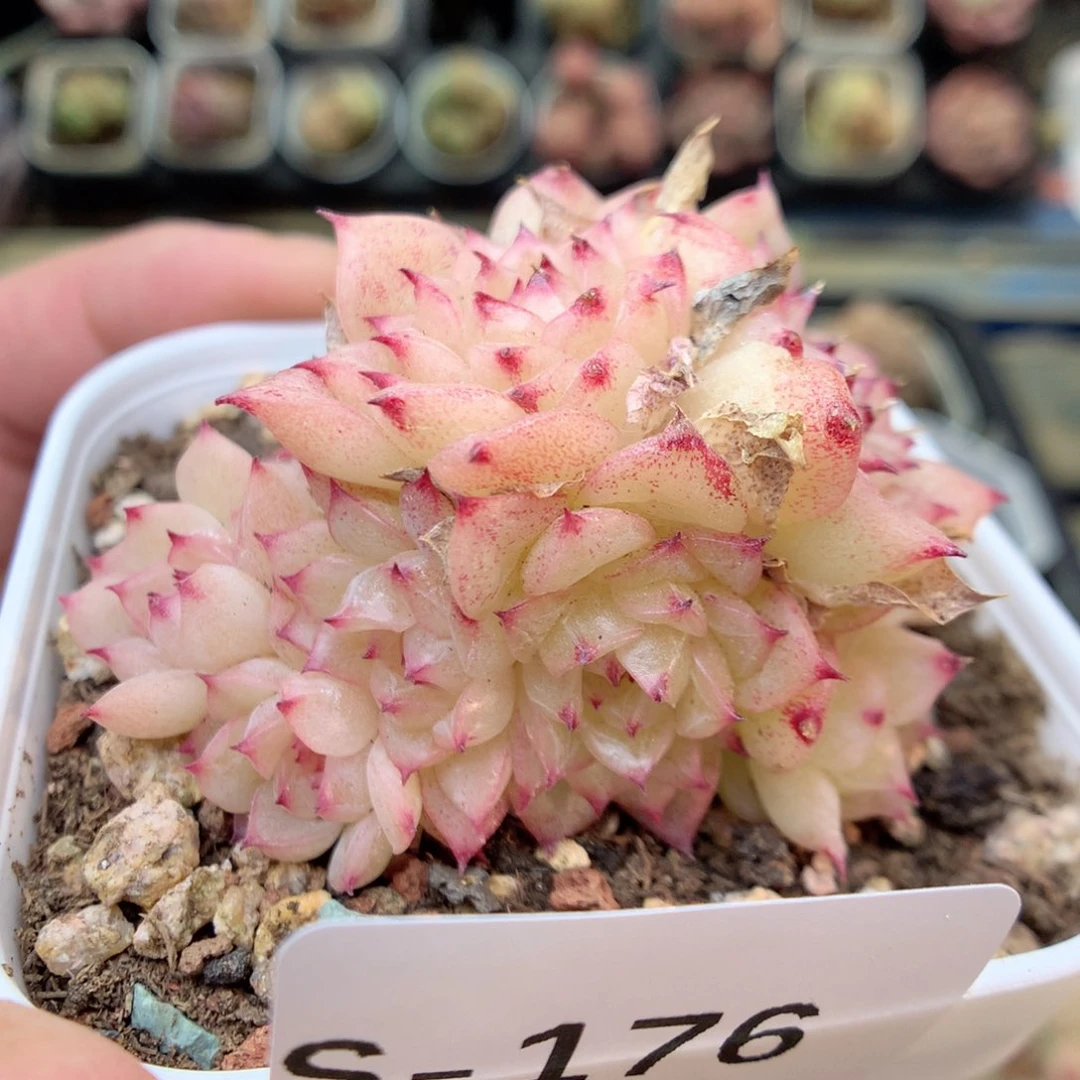 S176 ，20包邮两天凑单偏远不发货