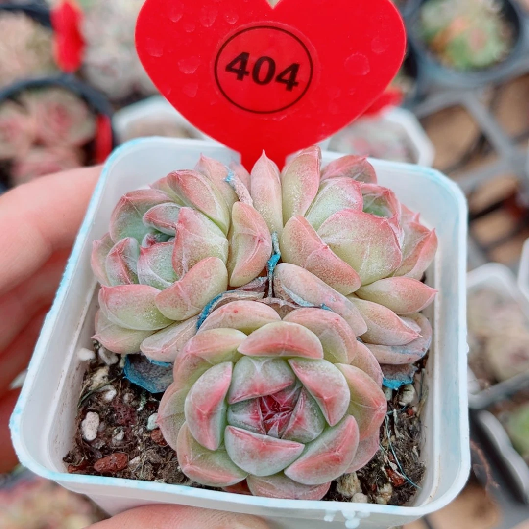 风靡园艺新品珍妮群