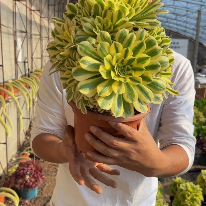 28.8迈巴赫一棵包邮