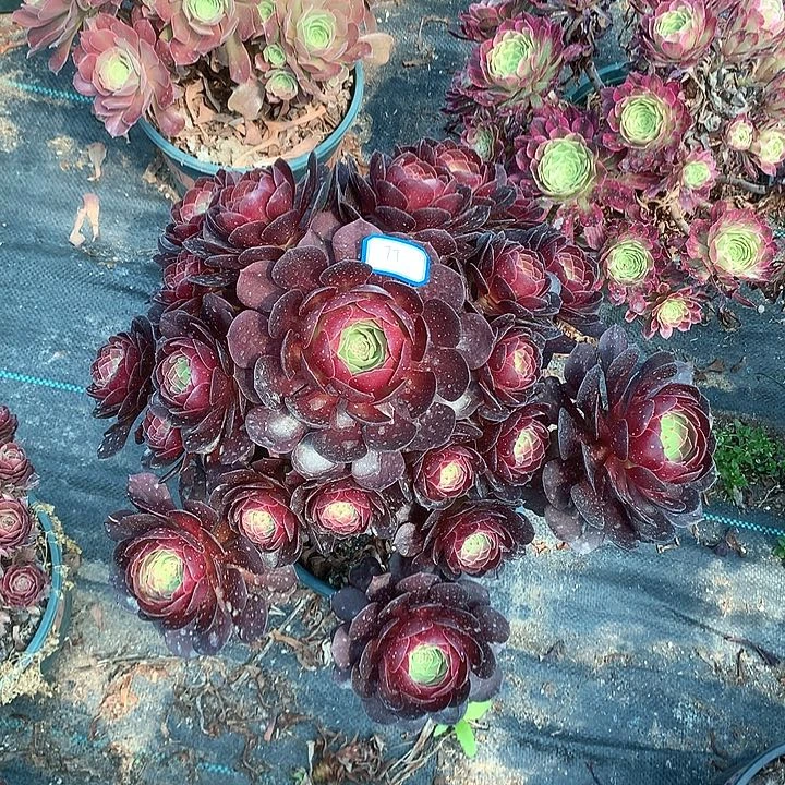 77赤炎链多肉植物保护