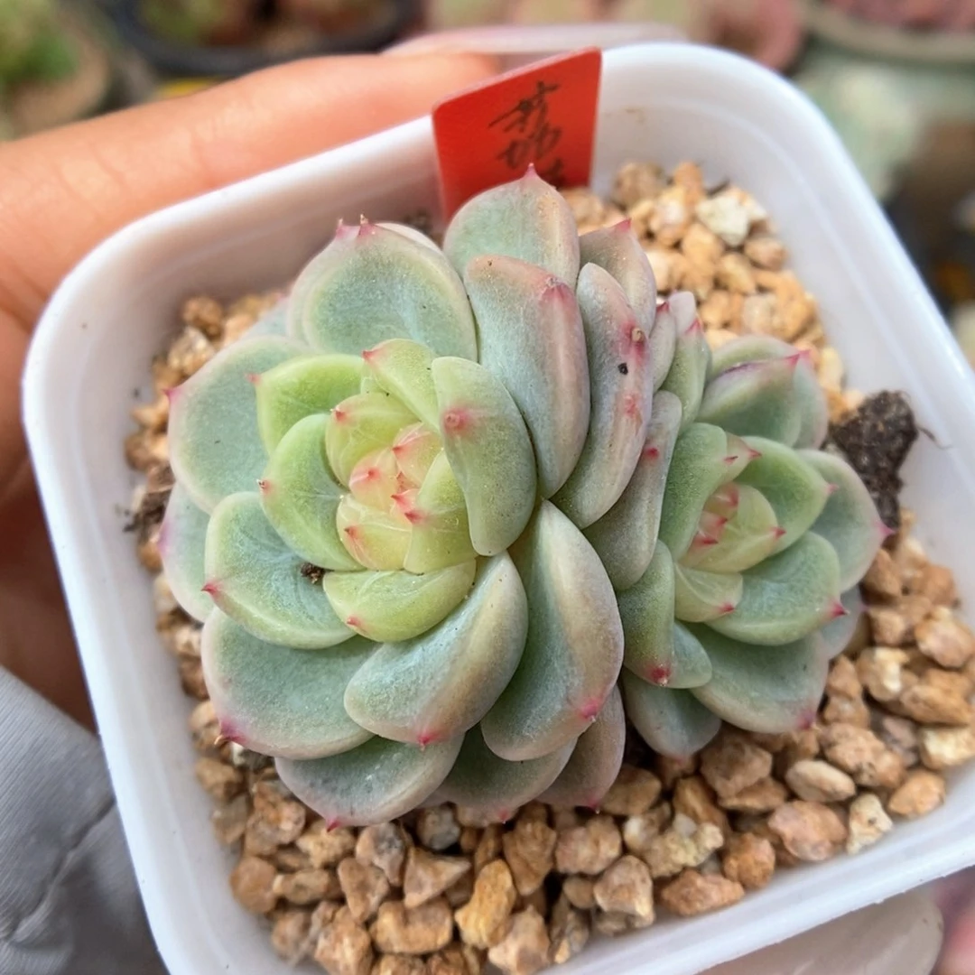 荔枝甜心可拍。