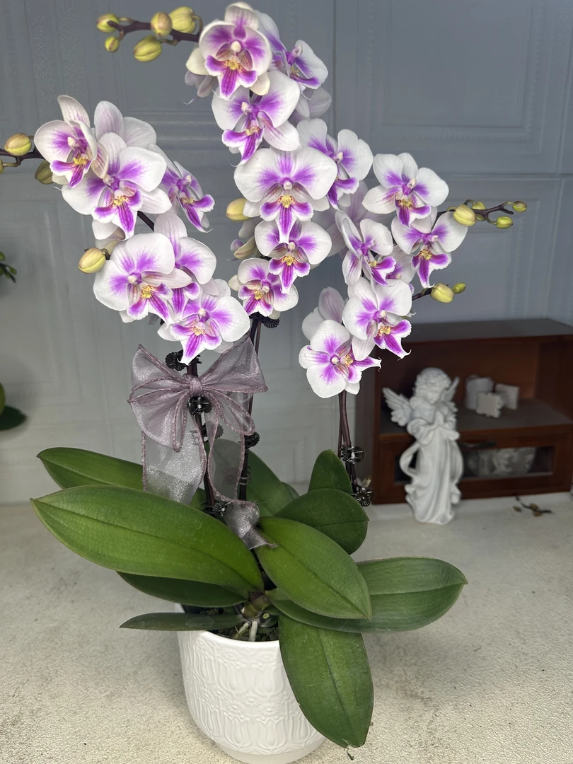 蝴蝶兰【阿雅】高端花卉 带花 室内花花  广州直发