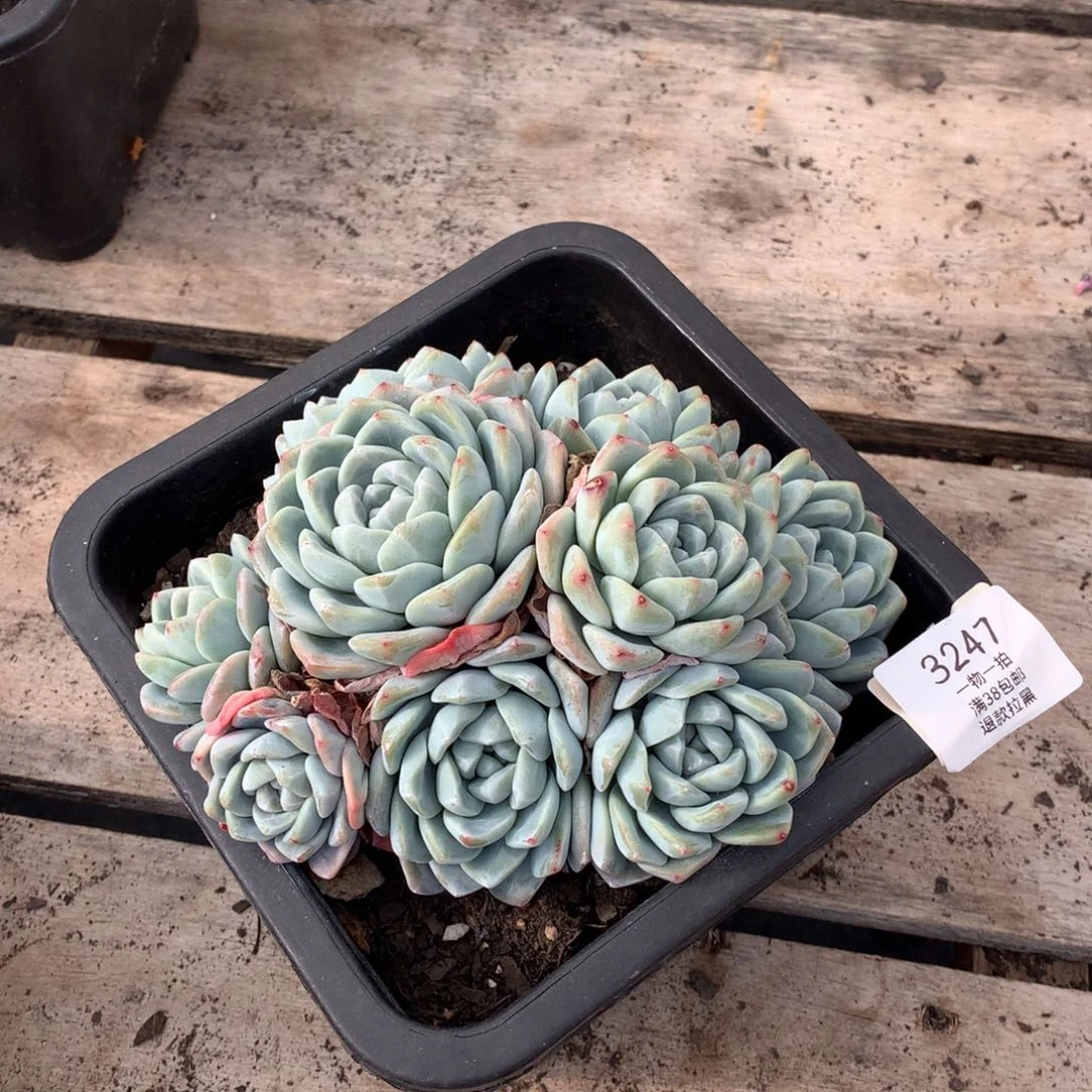 18厘米9头冰玉3247