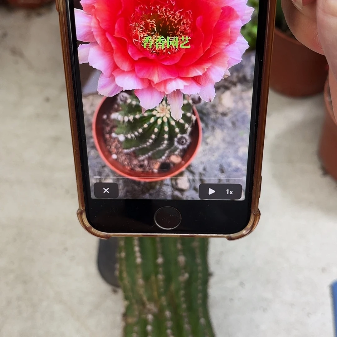 金刚1号瑕疵球脱土发货