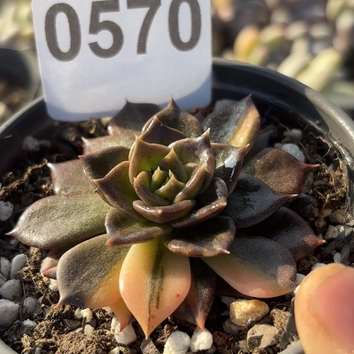 头多肉植物满18包邮当场凑单