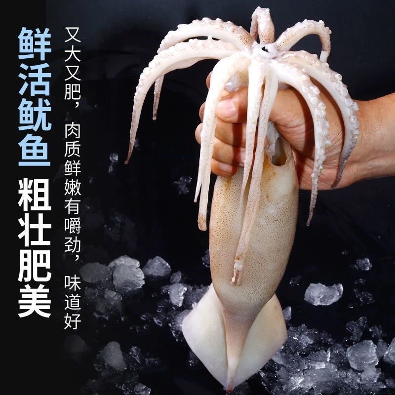 日照新鲜鱿鱼 口感鲜嫩 肉质肥厚 每箱3斤 速冻锁鲜顺丰冷链发货