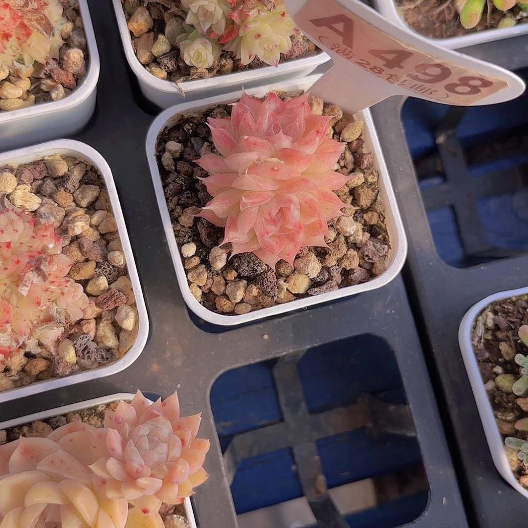 A498麦秆一物一拍