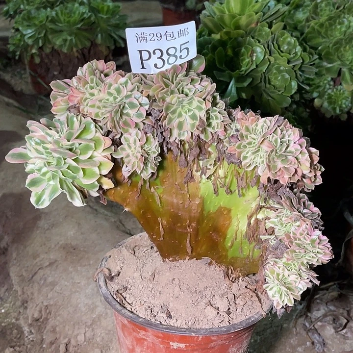 385粉女巫坠多肉植物