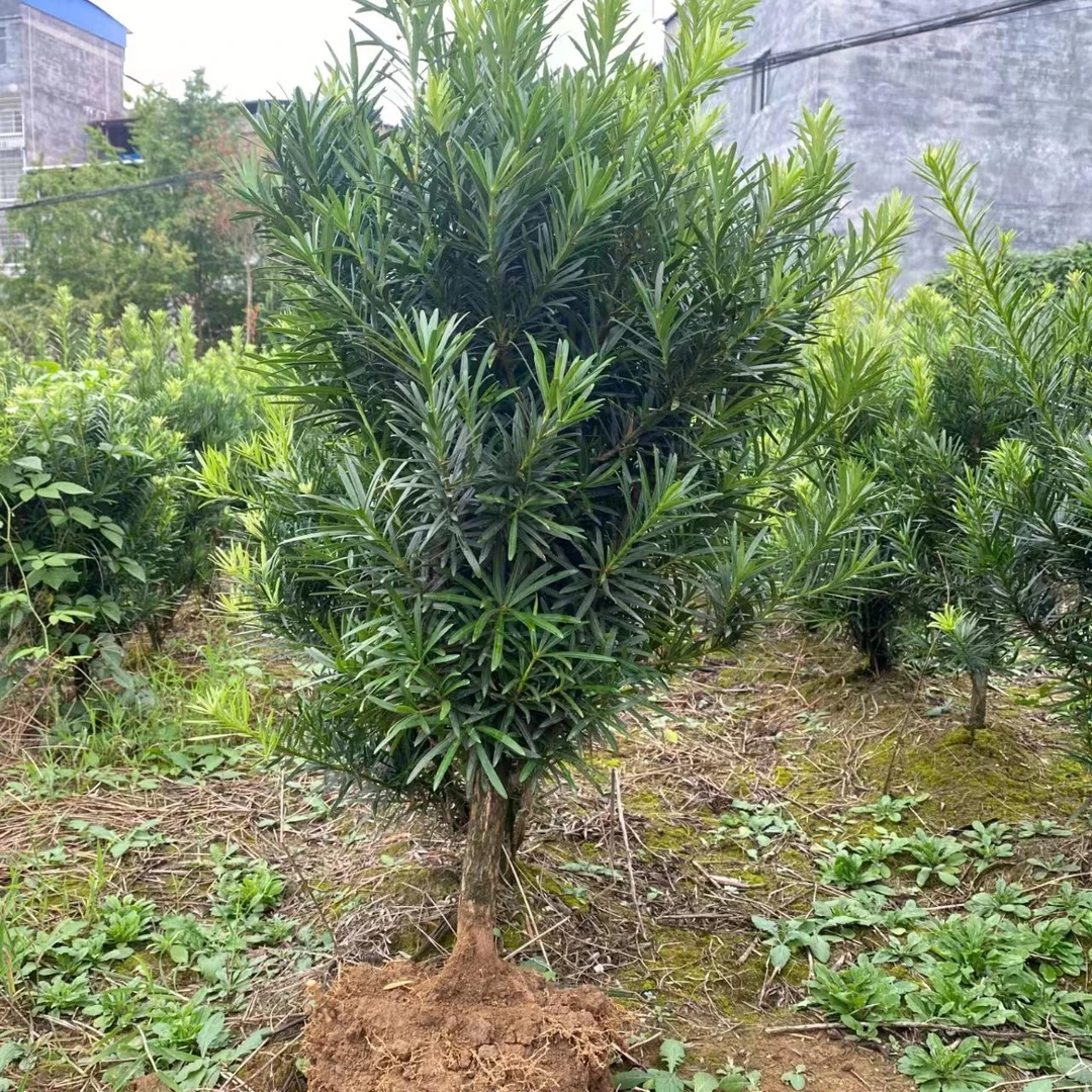 正宗小叶雀舌罗汉松苗耐寒耐热花园庭院四季长青绿植盆栽