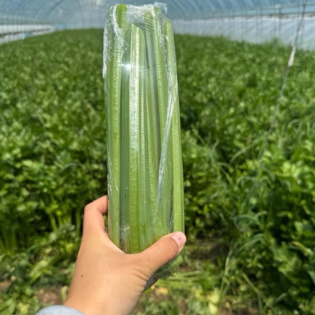 【众旺农场】西芹杆荷兰芹精品3斤顺丰包邮绿色蔬菜