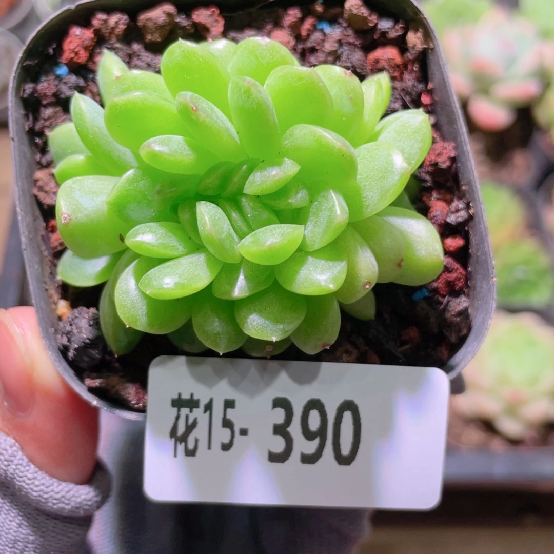 花利美15-390新品缀化
