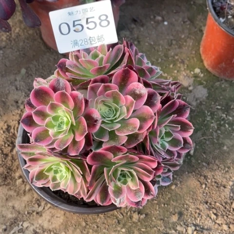 红白凤多肉多肉0558