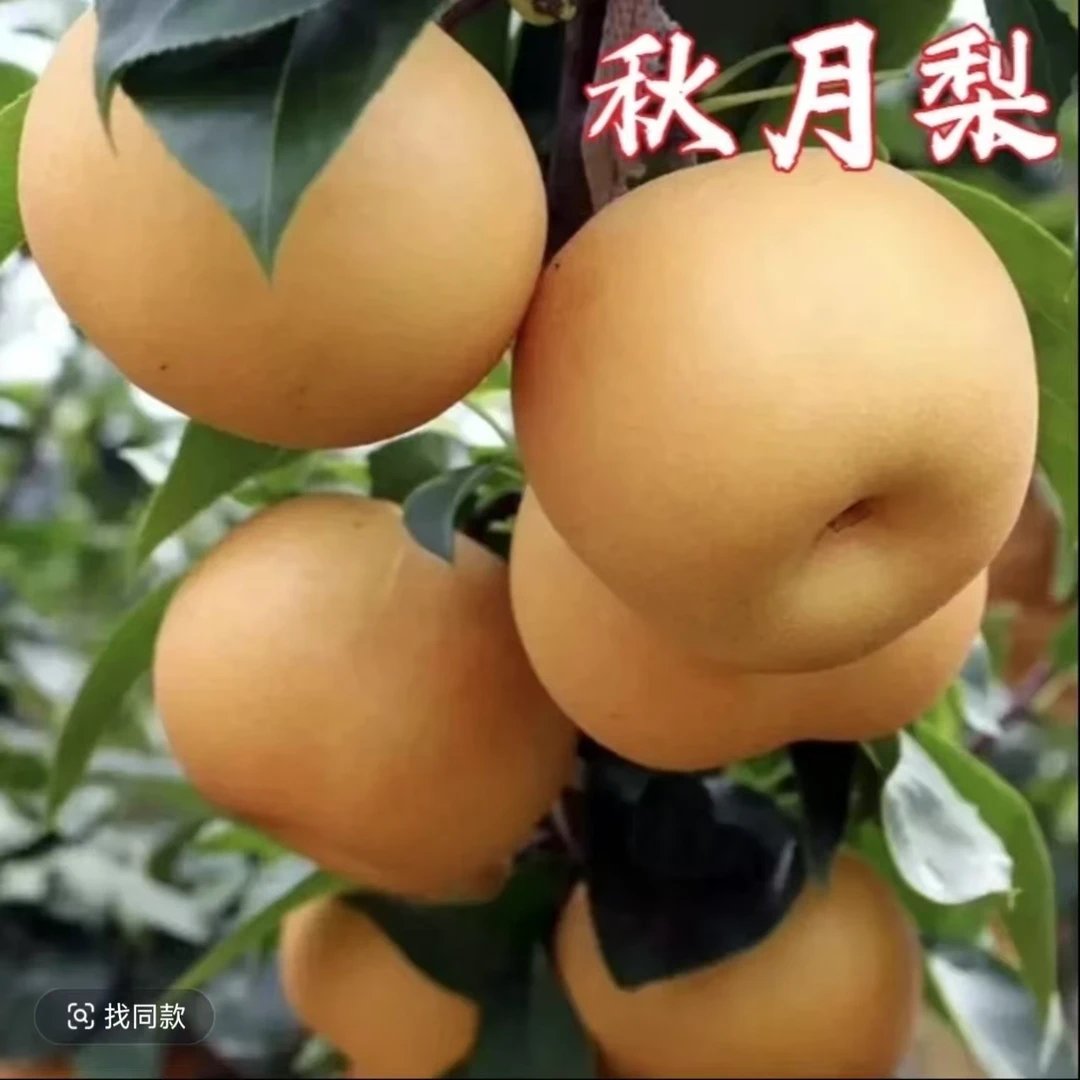 秋月梨库尔勒香梨冰糖雪梨地栽庭院种植南北方耐寒果树苗