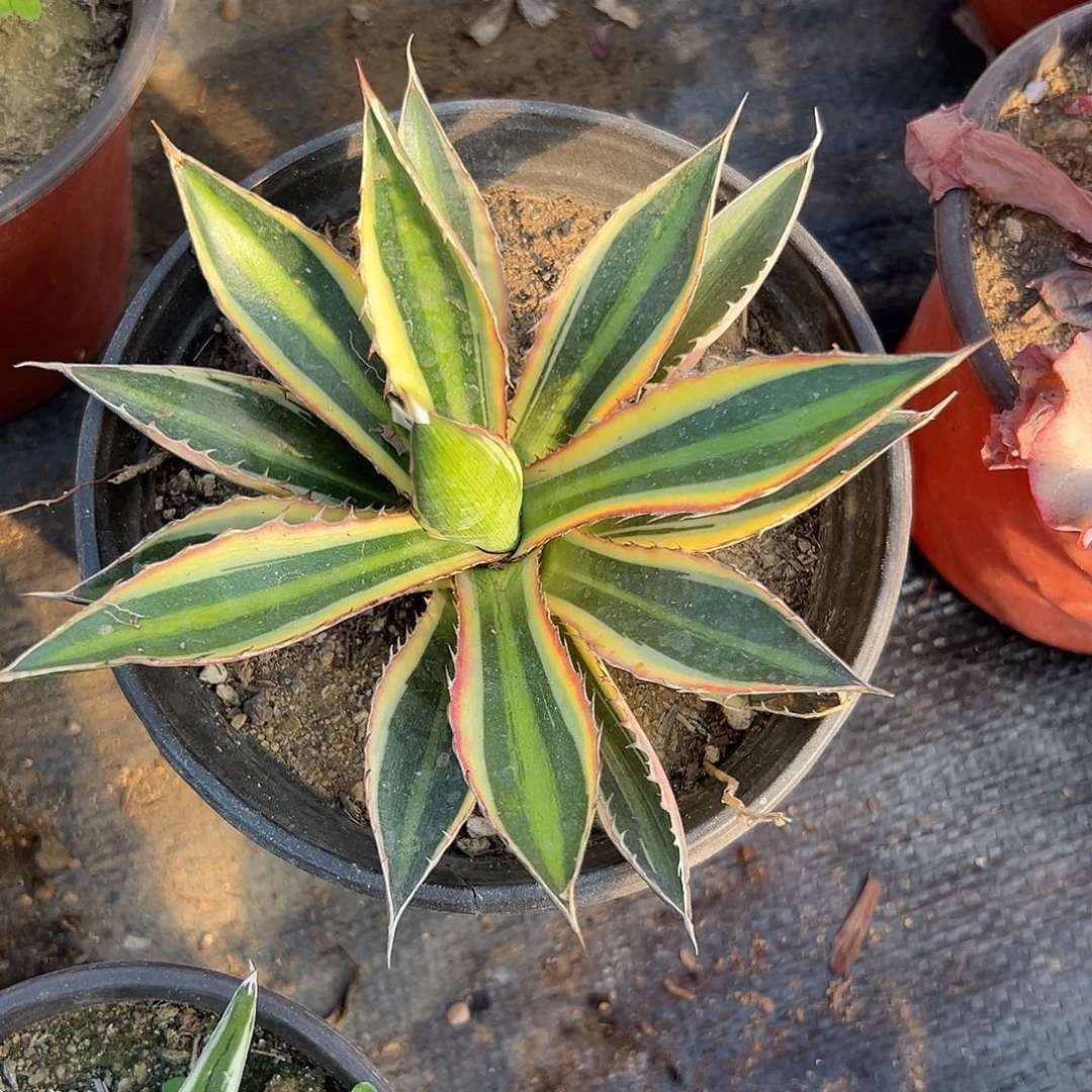 多肉植物五色万代