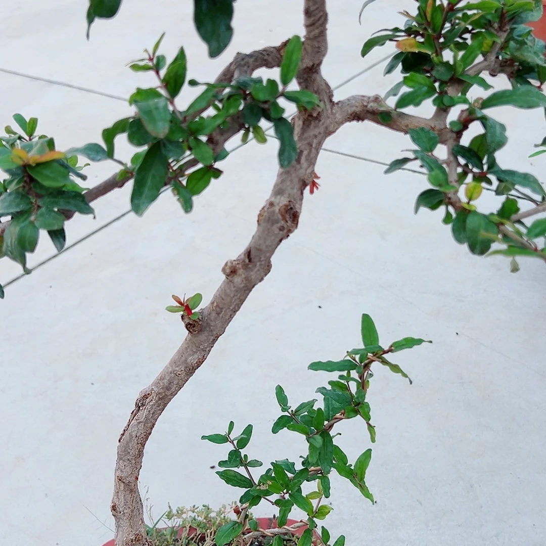 航***哥无花朵石榴自学小树几年做的