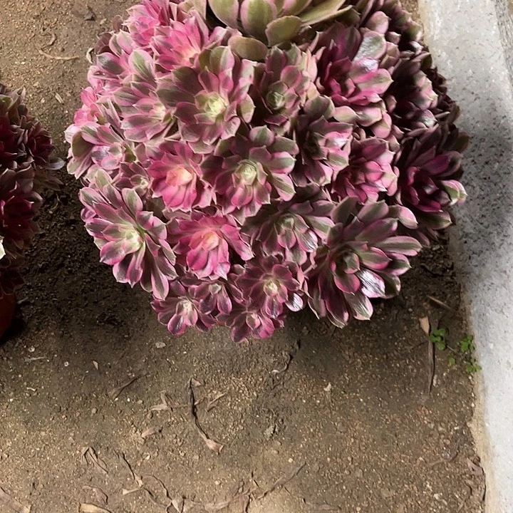 多肉植物男神锦…………