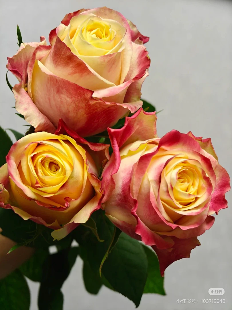 （帽子）高杯切花月季玫瑰盆栽耐寒耐热植物花卉绿植