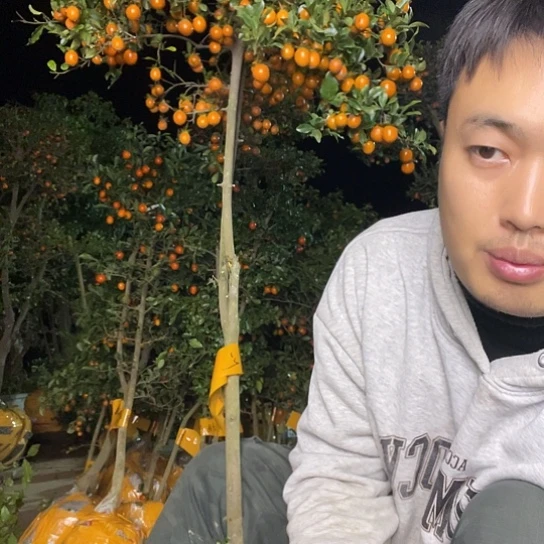 无花朵金弹子庭院原生品种