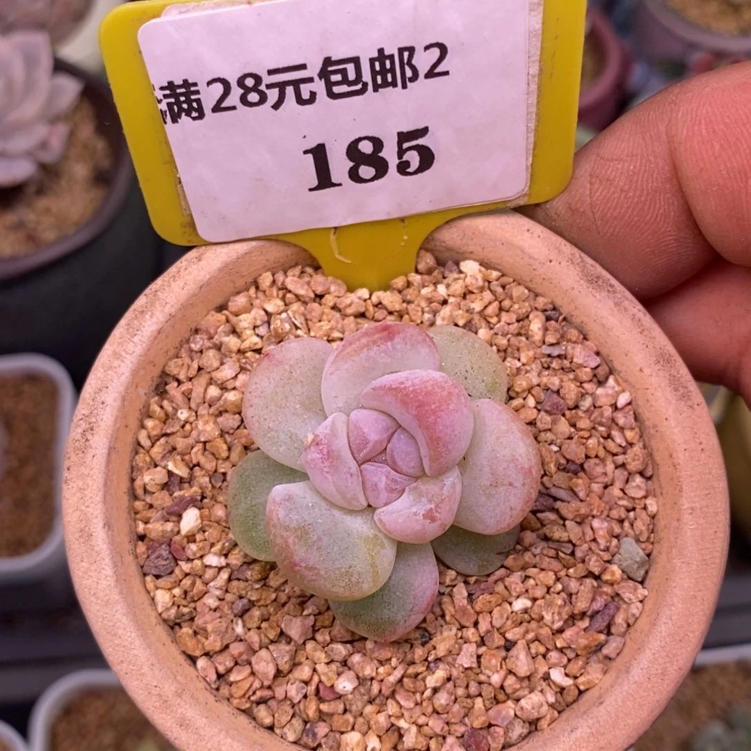 2185冰玉石化心带锦