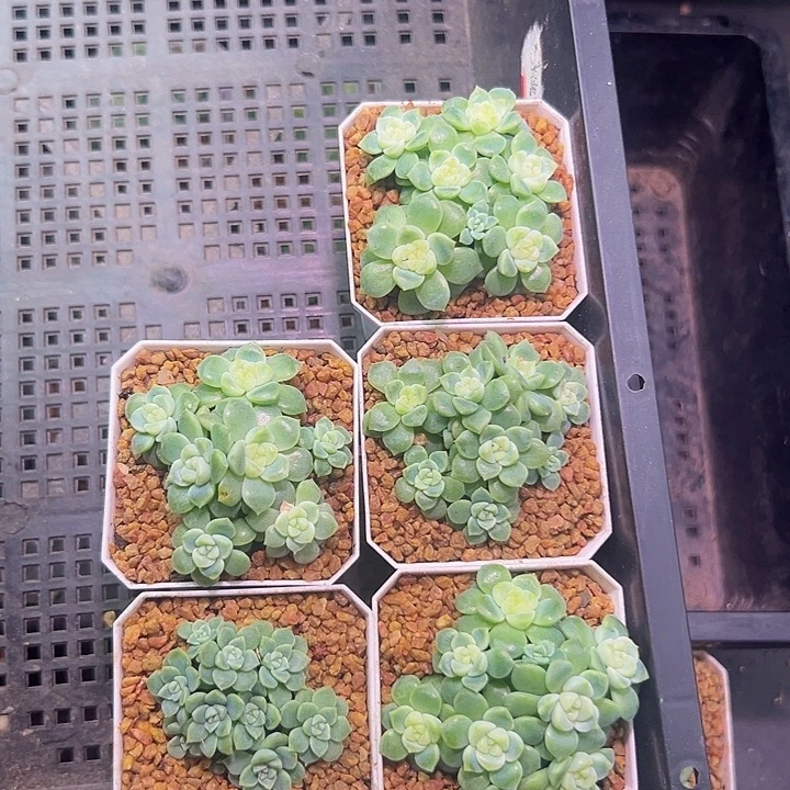 财富密码多肉植物5颗10头起