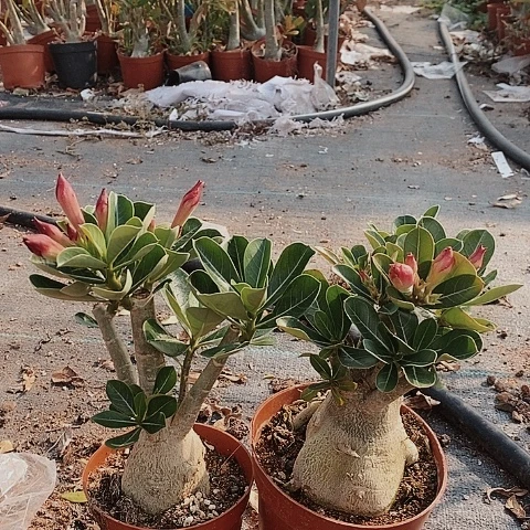 【闪购商品】我****！绿植