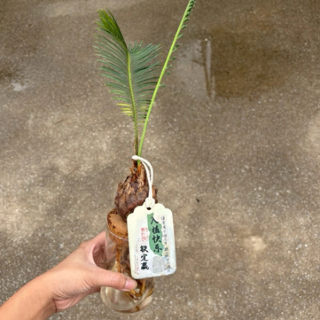 水培小铁树花盆栽