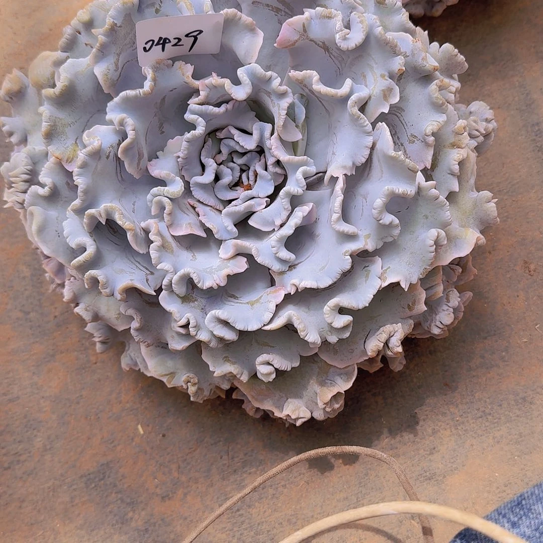 水***色0429白饺子皮多肉植物