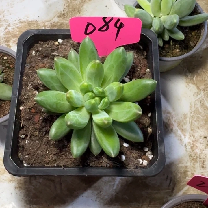 084迪尔曼新号福利价