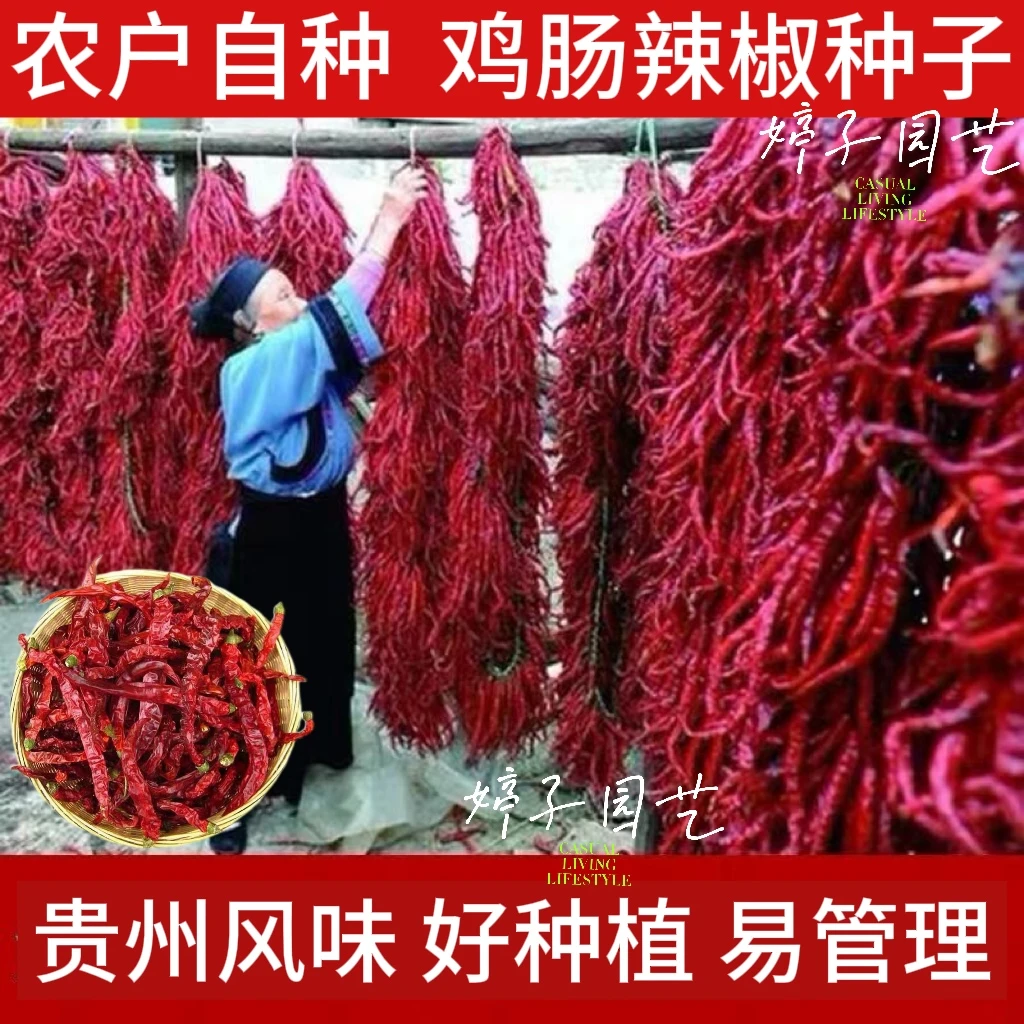 鸡肠椒种子干鲜两用特长细长皱皮大方本地辣椒种籽大田蔬菜种孑子