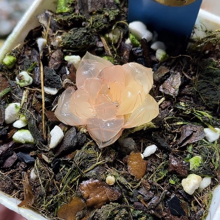 578水中月锦特选福利