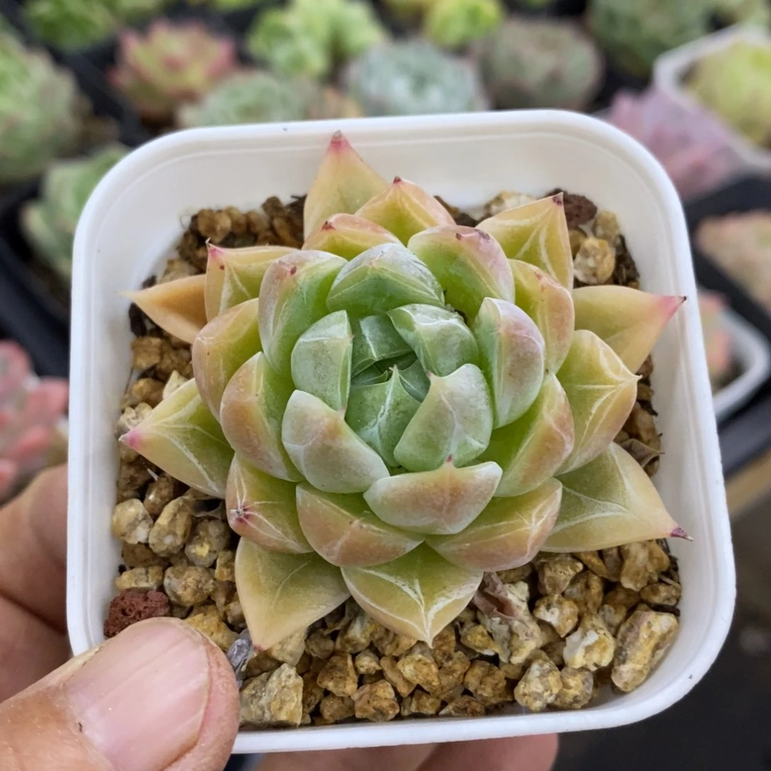 精品多肉一物一拍不包整91