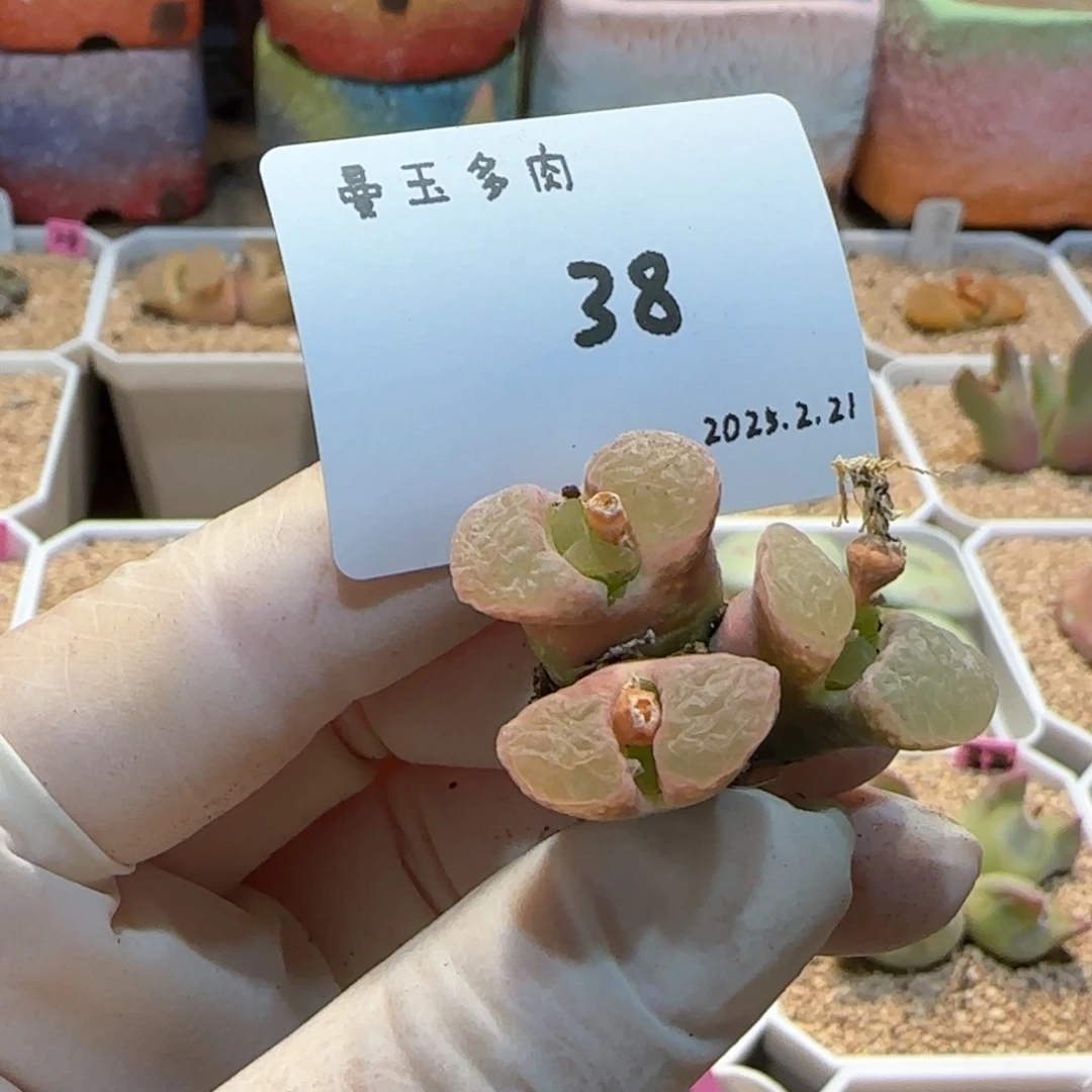 丁*多肉多肉多肉2.21-038