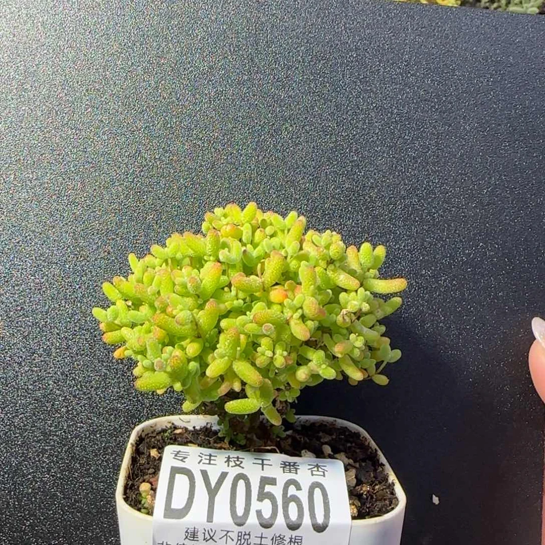 dy0580精控蜜橘圆型冠服6cm