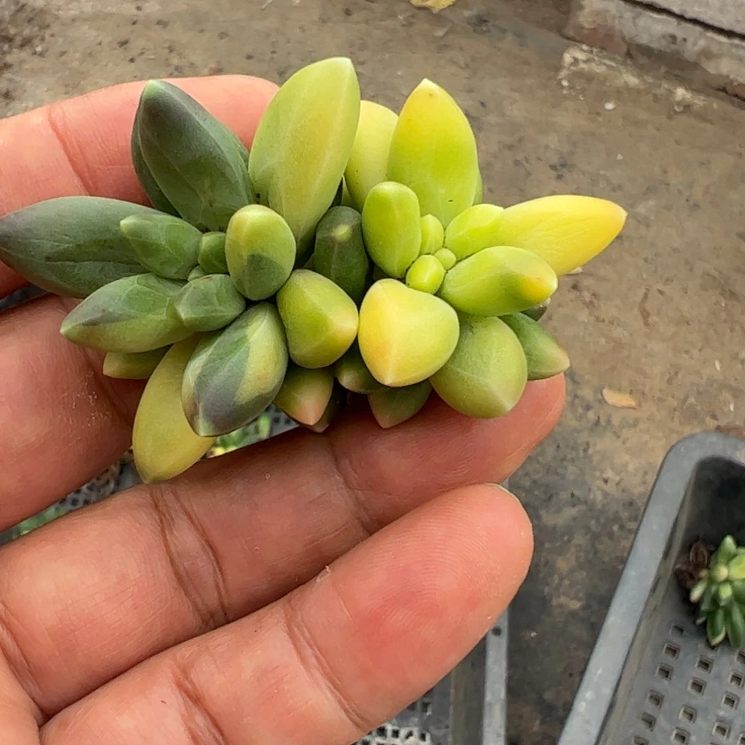 朵****?多肉植物多肉植物
