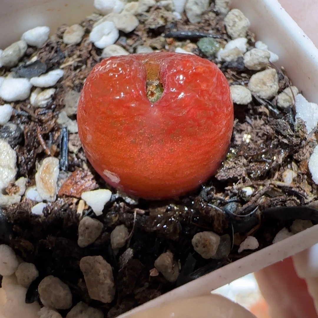 肉锥多肉植物百科4-水蜜桃385