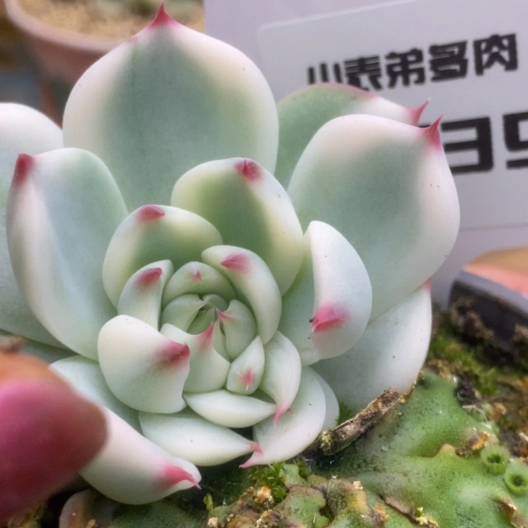 739还哈哈哈哈哈哈哈哈