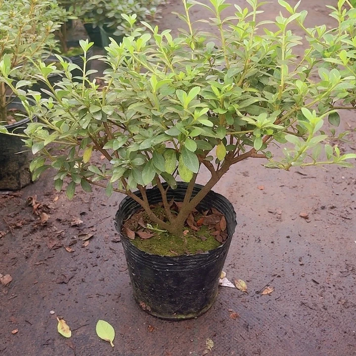 完全开放三乐一物一拍