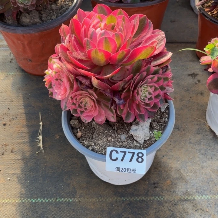 瑞妈多肉植物778倾城
