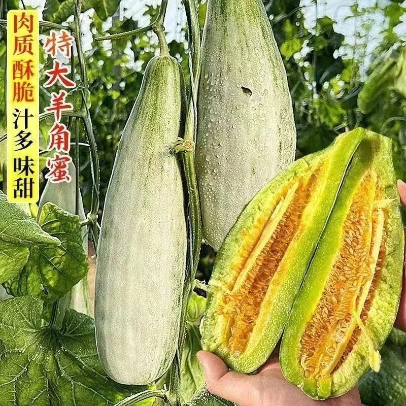 羊角蜜秧苗甜瓜新鲜采摘香甜多汁应季水果蜜瓜香瓜