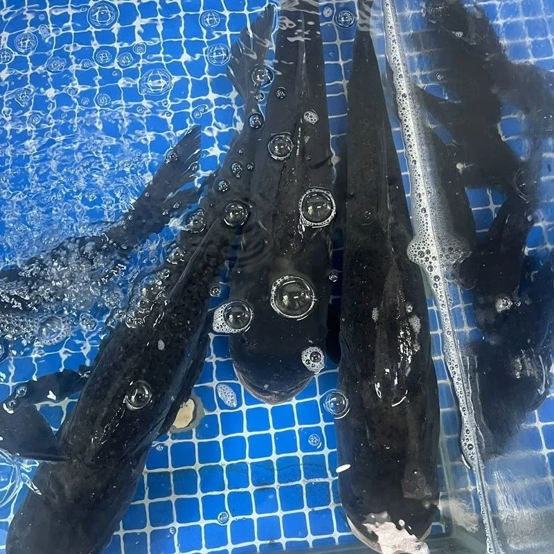 【鲜活现杀】新鲜捕捞口感鲜美包头鱼肉质肥美多种规格可选