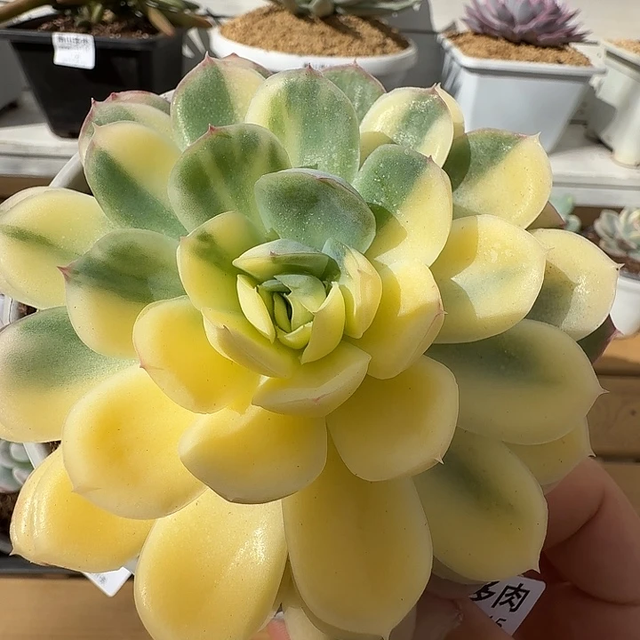 草莓冰锦1111115-179