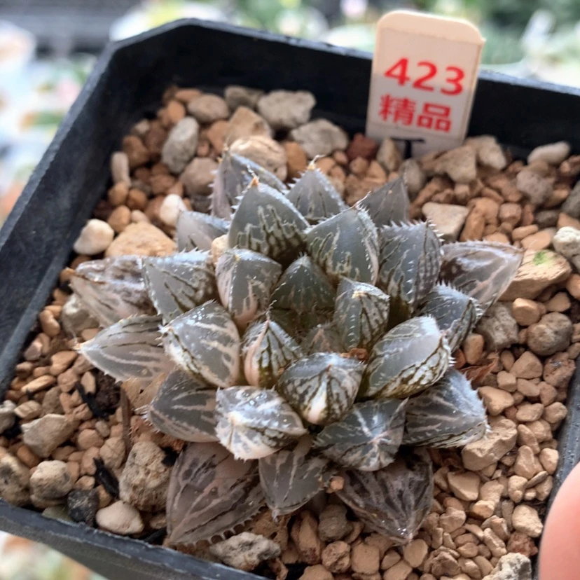 【闪购商品】423楼兰