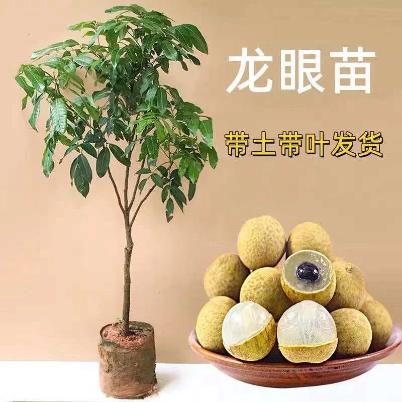龙眼树苗正宗广西石硖储良特大嫁接盆地栽南方种植桂圆水果