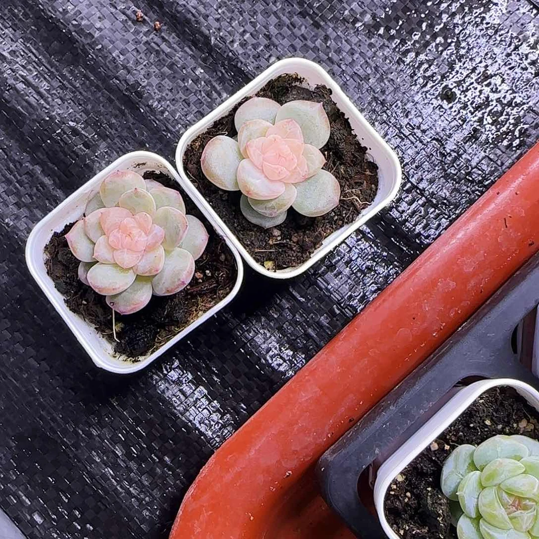 新3白粉盆一个满25包邮