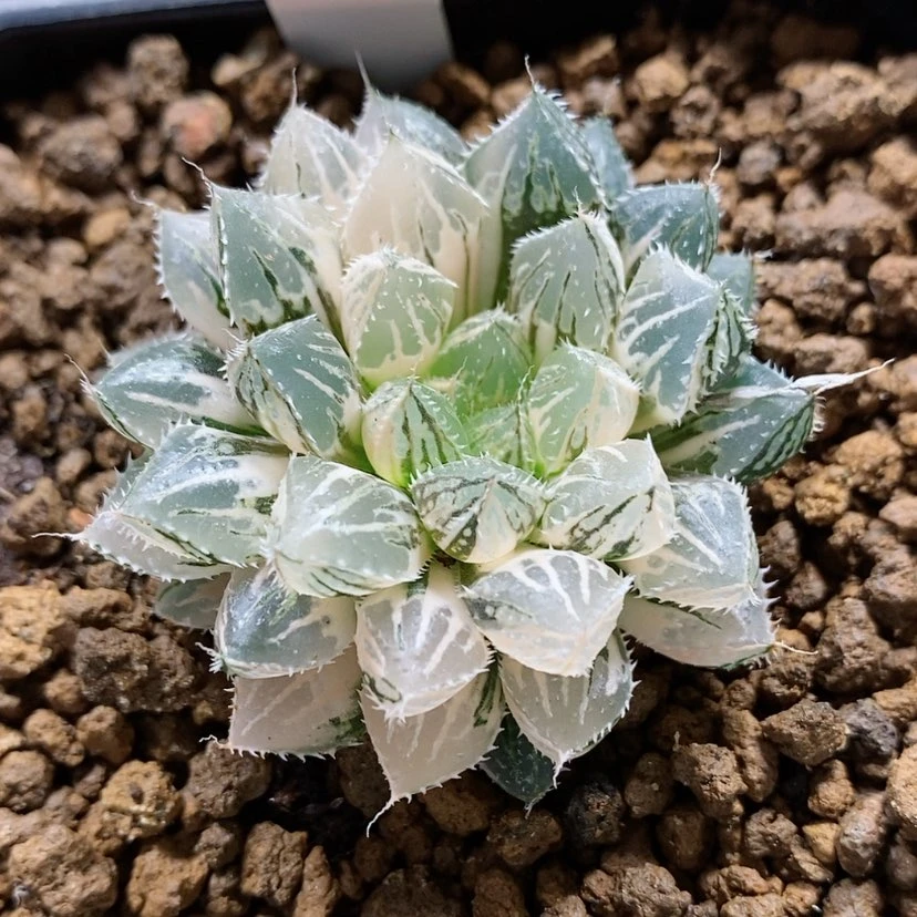 【闪购商品】118楼兰