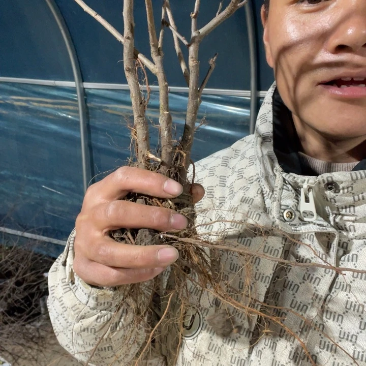 大花彩玉海棠花一颗