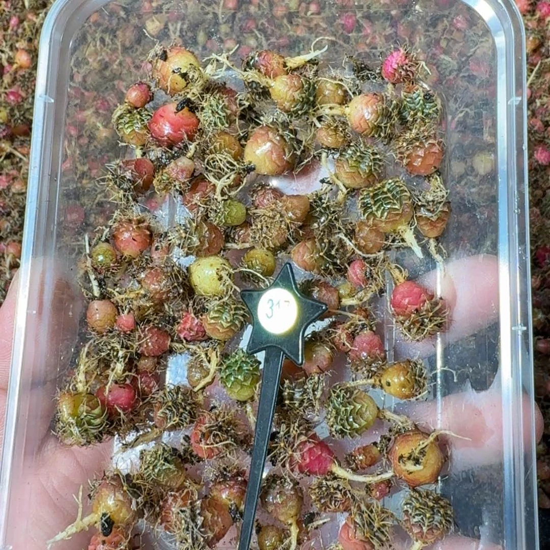 米哈实生自然锦练手球317