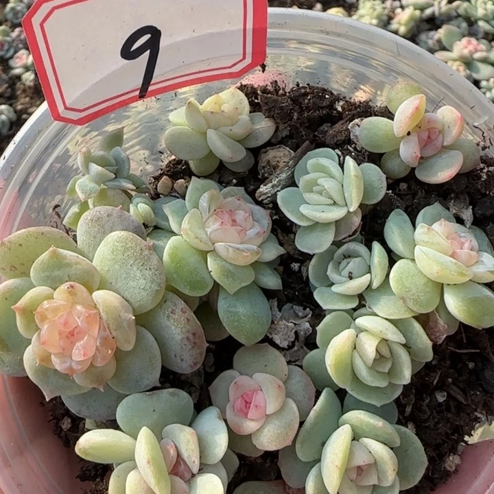 32绝绝子多肉一盆