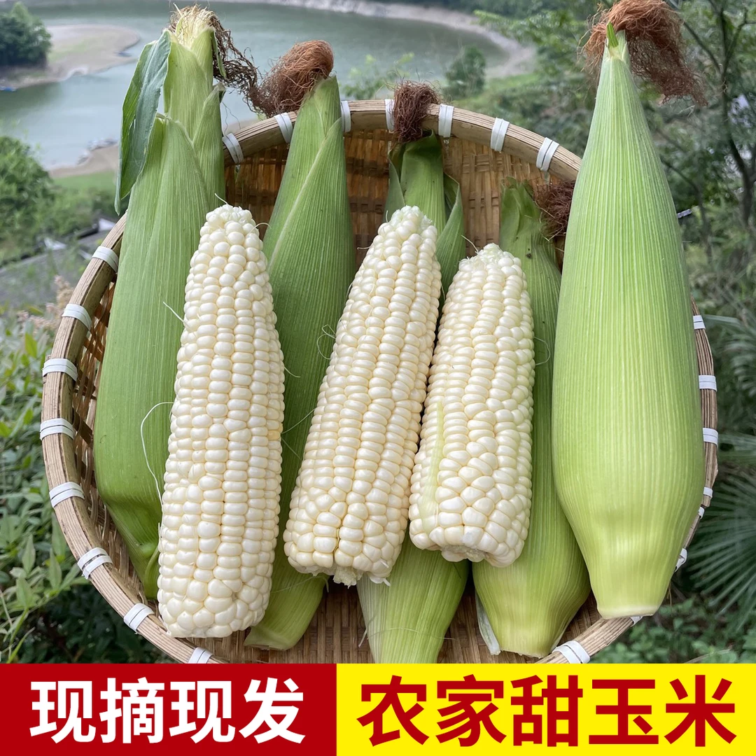 带青皮新鲜甜玉米农家土玉米棒子现摘现发甜糯白甜玉米粗粮糯苞谷
